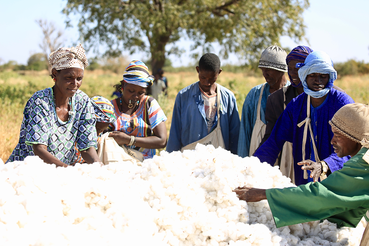 Cotton field Tambacour farmer Senegal