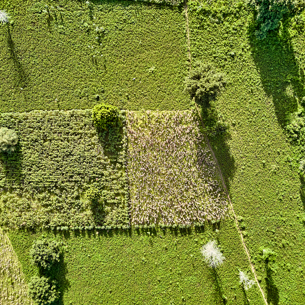 Kaolack Senegal cottonfield aerial view 